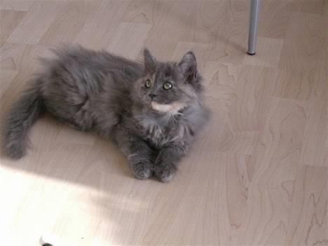 Blanding af racer Fleur R.I.P billede 8