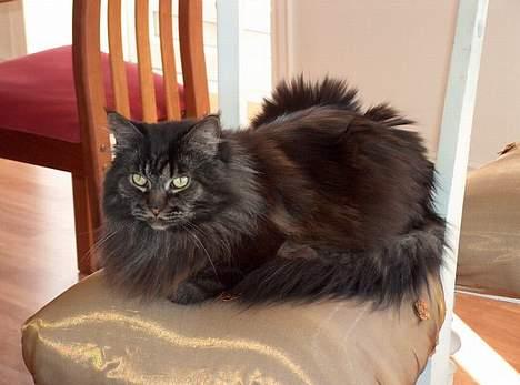 Maine Coon Bailey - Her er han så :-) billede 1