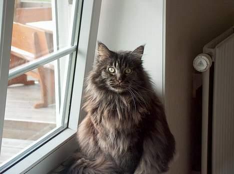 Maine Coon Bailey - Den "Smukke" som vi kalder ham elsker at sidde i vindus karmen og kigge ud billede 2