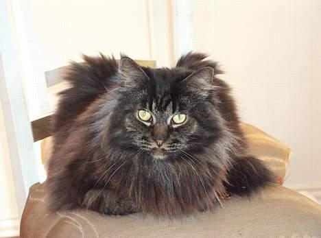 Maine Coon Bailey - ¤Åhh hvor dejligt at ligge her¤ billede 3