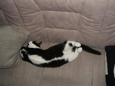 Huskat Gigi - Gigi er gået kold.. billede 12