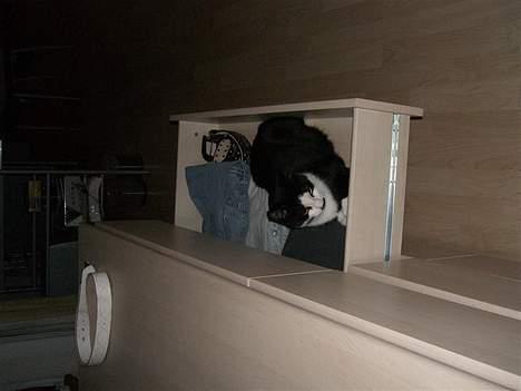 Huskat Gigi - Gigi hjælper med at lægge tøj sammen. billede 13