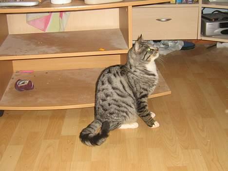 Blanding af racer Anna billede 12