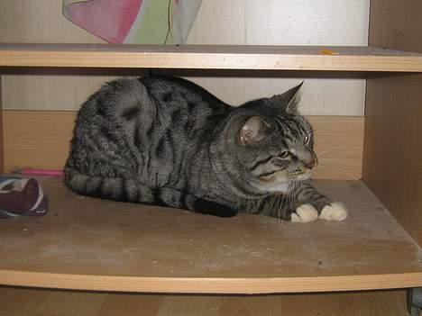 Blanding af racer Anna billede 13