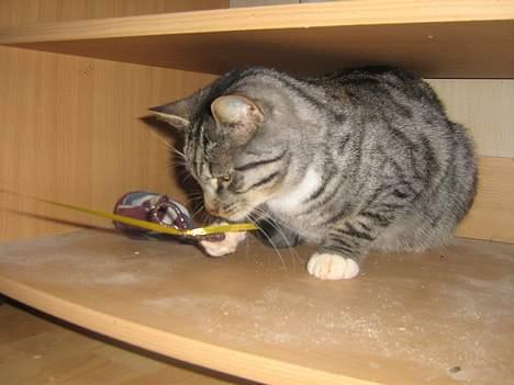 Blanding af racer Anna billede 14