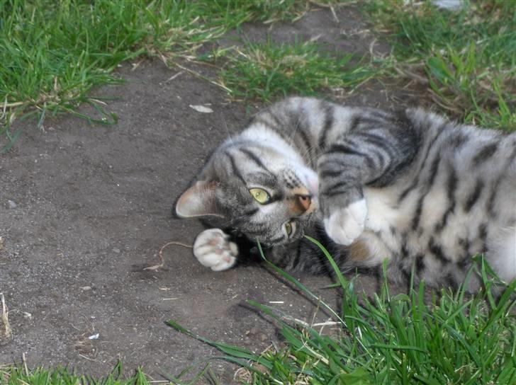 Blanding af racer Anna billede 15