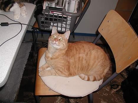 Huskat emil billede 1