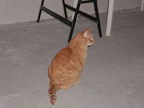 Huskat emil billede 2