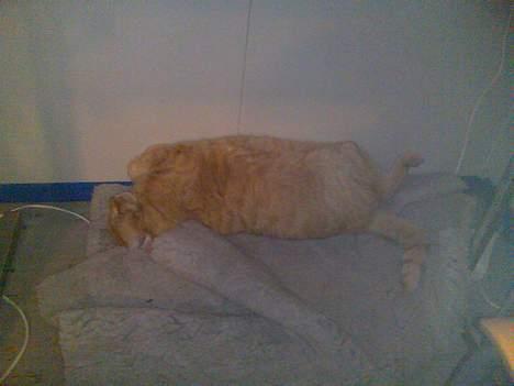 Huskat emil billede 3