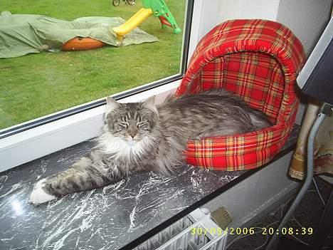 Maine Coon ally billede 1