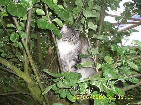 Maine Coon ally billede 2