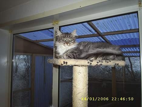 Maine Coon ally billede 3