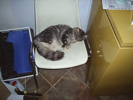 Maine Coon ally billede 4