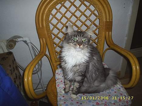 Maine Coon ally billede 5