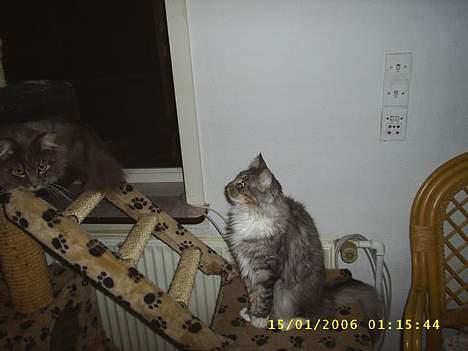 Maine Coon ally billede 6