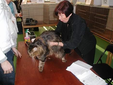 Maine Coon Savincoon Woodstock  - Juleudstilling den 10. dec. 2006 i Holmbladsgade. Dommer Aase Nissen mente, at Woodie da var en stor krabat. billede 15