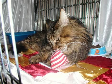 Maine Coon Savincoon Woodstock  - Woodie eeeeelsker "bolcher"! billede 16