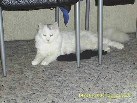 Maine Coon Jønke billede 1