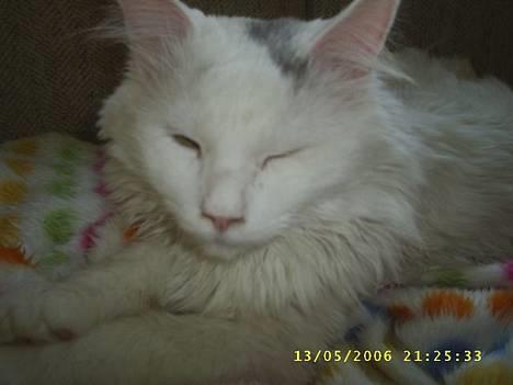 Maine Coon Jønke billede 3