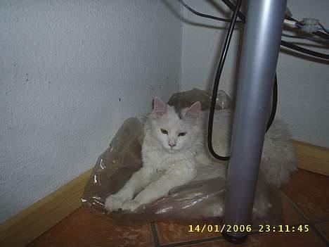 Maine Coon Jønke billede 4