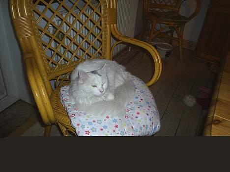 Maine Coon Jønke billede 5