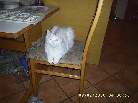 Maine Coon Jønke billede 6