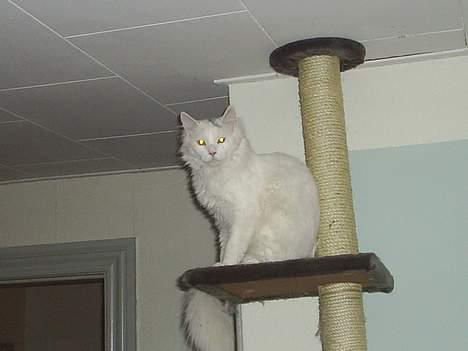 Maine Coon Jønke billede 7