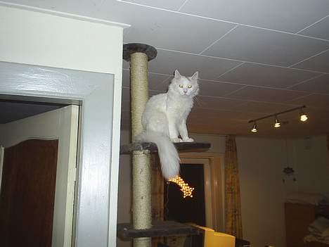 Maine Coon Jønke billede 8