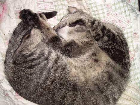 Blanding af racer Krittemy (:  billede 1