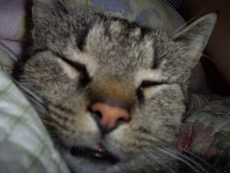 Blanding af racer Krittemy (:  - jeg elsker din seng marie :D  billede 2