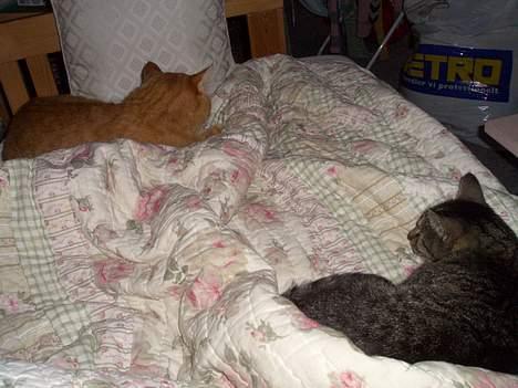 Blanding af racer Krittemy (:  - ligger sammen med leo (:  billede 3