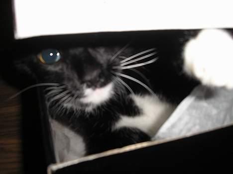 Blanding af racer Fister  - Han elsker at gemme sig, og her havde jeg så lige fået et par sko, hvad skal kassen ellers bruges til? billede 7