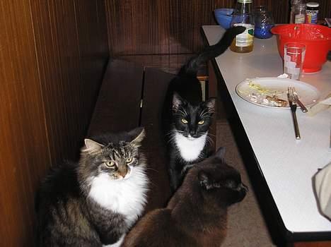 Blanding af racer Fister  - Her er vi så midt i maden. Og mine dejlige katte vil da også ha noget.... :-) billede 8