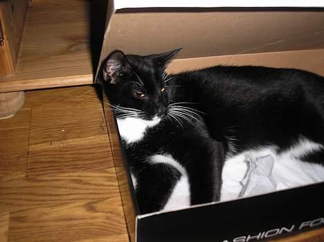 Blanding af racer Fister  - Da vi havde leget med kassen et styke tid, var det da også en god seng. billede 9