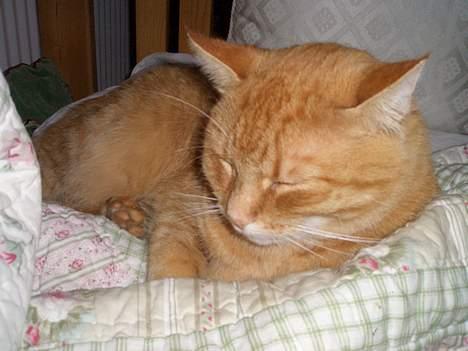 Huskat Leo :D  - tager sig en lur :d  billede 1