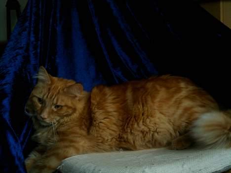 Blanding af racer Garfield billede 12