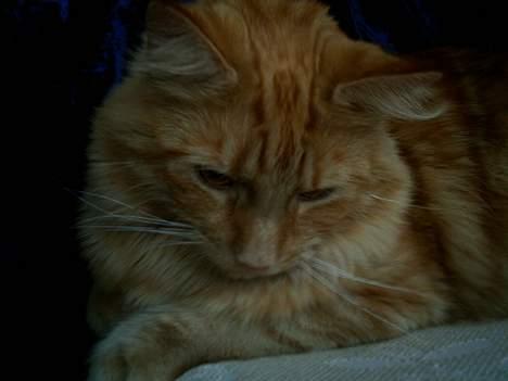 Blanding af racer Garfield billede 13