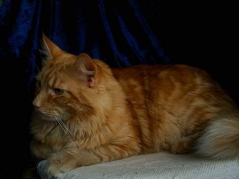 Blanding af racer Garfield billede 14