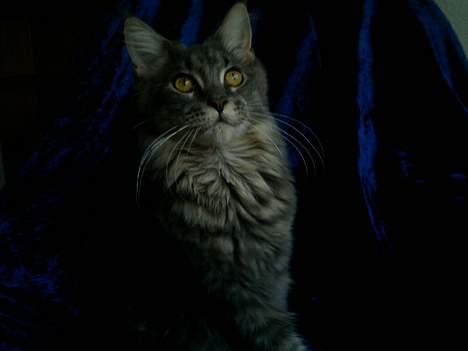 Maine Coon  Wicca shaicoona Caya billede 13
