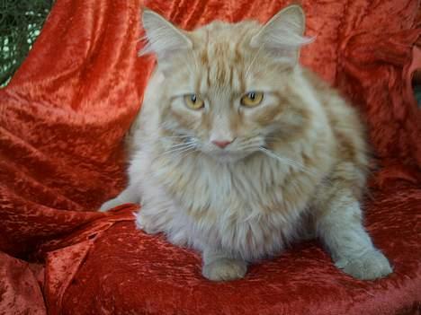 Blanding af racer Garfield billede 15