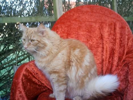 Blanding af racer Garfield billede 16