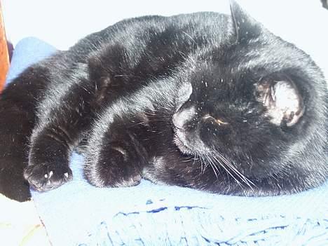 Huskat Misse mor billede 1