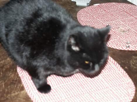 Huskat Misse mor billede 2