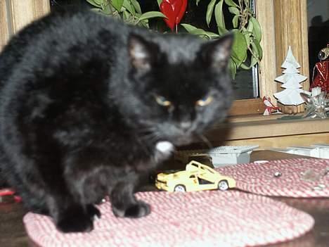 Huskat Misse mor billede 3