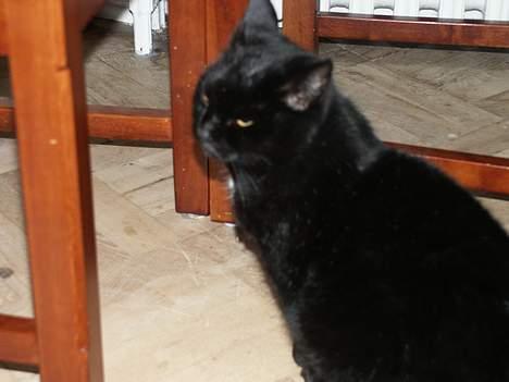 Huskat Misse mor billede 4