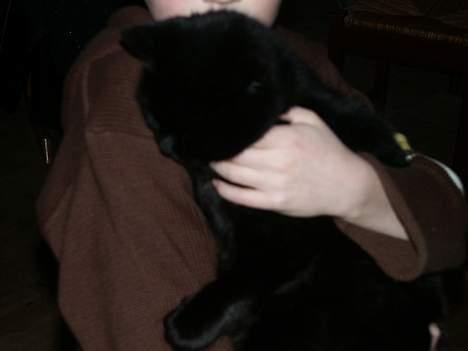 Huskat Misse mor billede 5