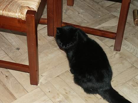 Huskat Misse mor billede 6