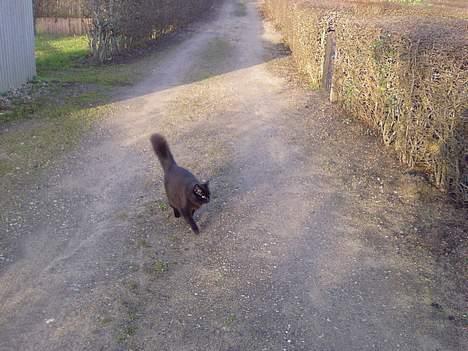 Huskat Daysi - 24.12.06 billede 10