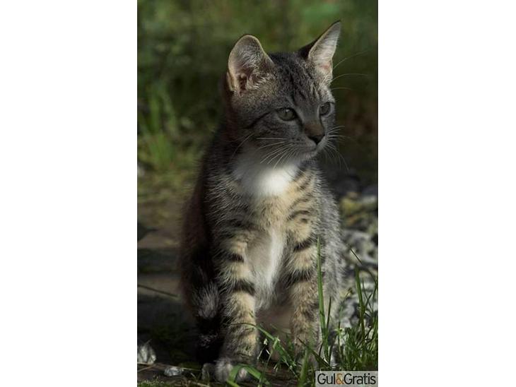 {{currentPhoto.altText}} billede {{currentPhoto.number}}