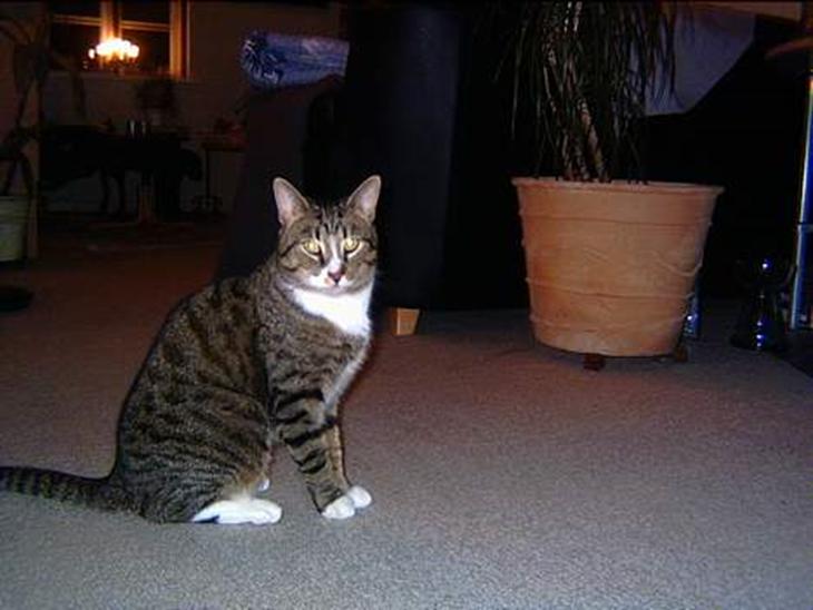 {{currentPhoto.altText}} billede {{currentPhoto.number}}